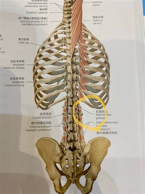 横腰|腰痛を場所別に分けて考えみよう！あなたの腰痛はどの場所が痛。